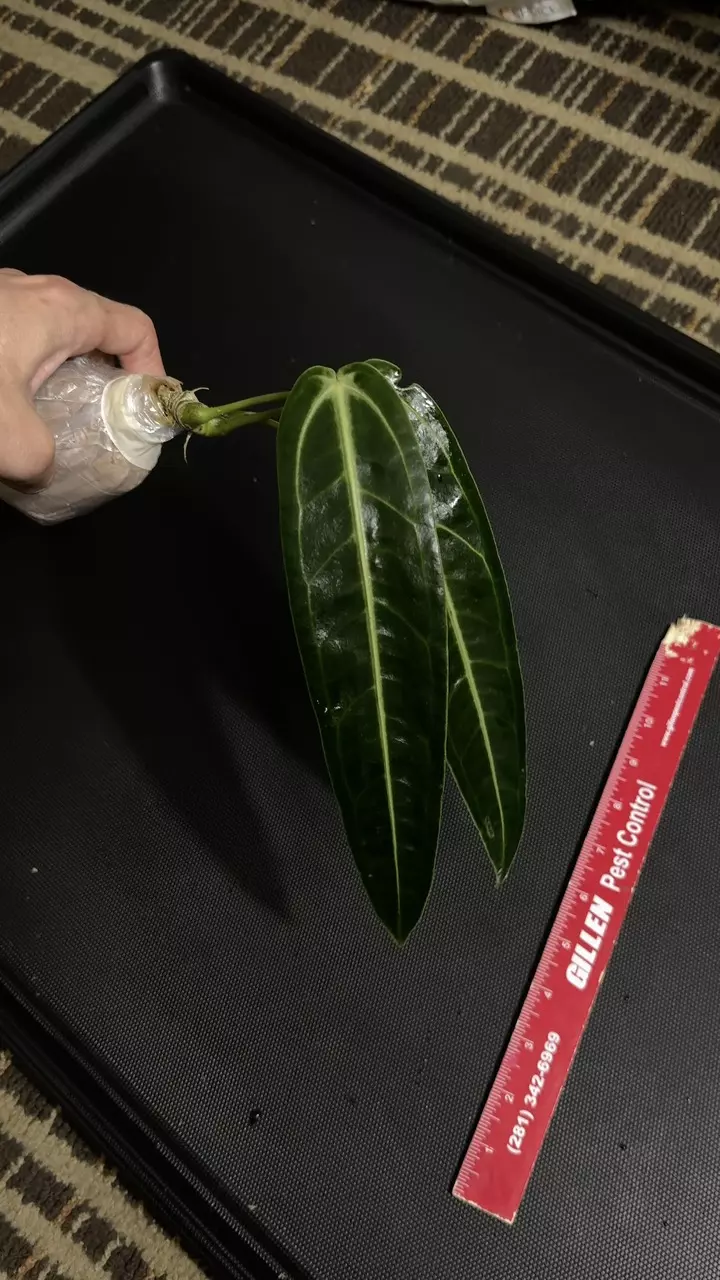 Queen Anthurium warocqueanum • 8-12 Inch Leaf • Dark / Narrow Form • 25 thumbnail