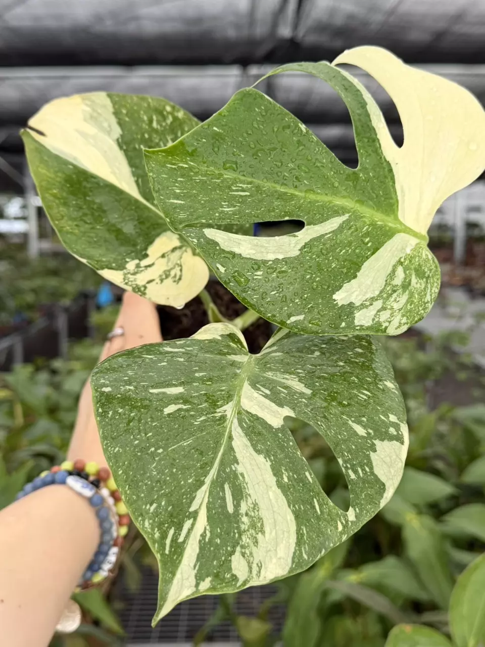 Monstera Thai Constellation Specific 4” Pot 8930ZSP | F | thumbnail