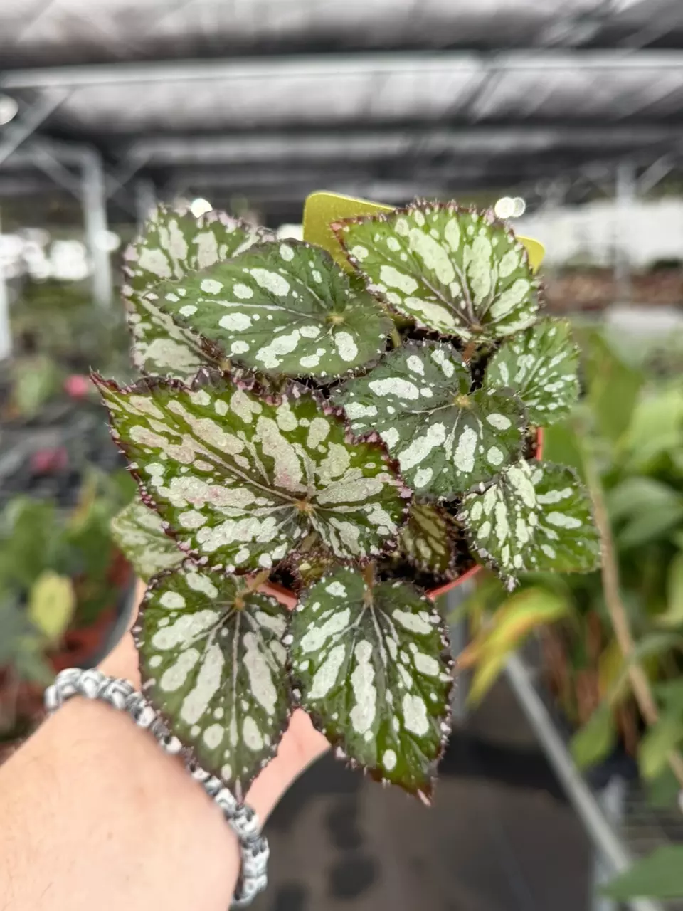 Exact Plant Begonia Harmonys Ember Specific 4” Pot 8419RSP | F thumbnail