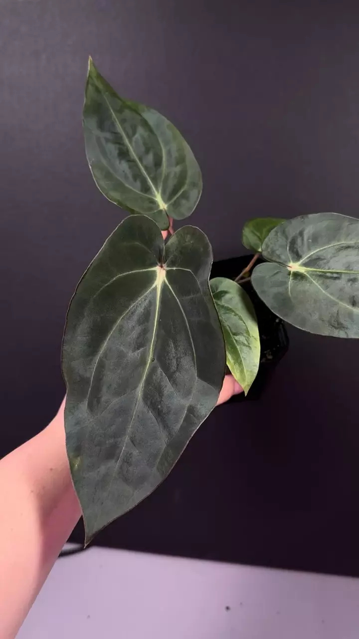 (#093) Anthurium (carla x (cerro x pap)) x carlablackiae thumbnail
