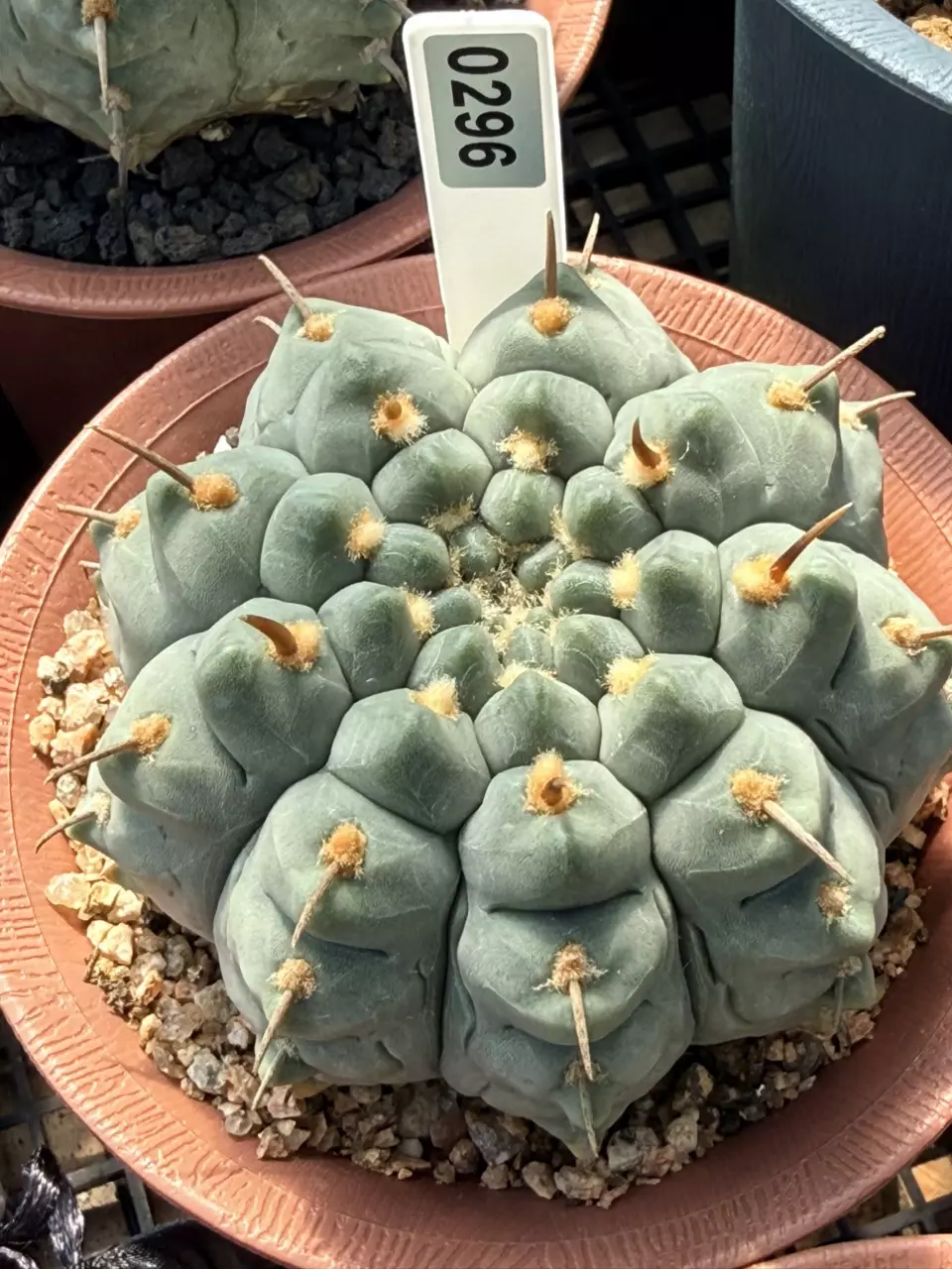 0296 Gymnocalycium Ochoterenae ssp. Vatteri 4.3” pot. thumbnail