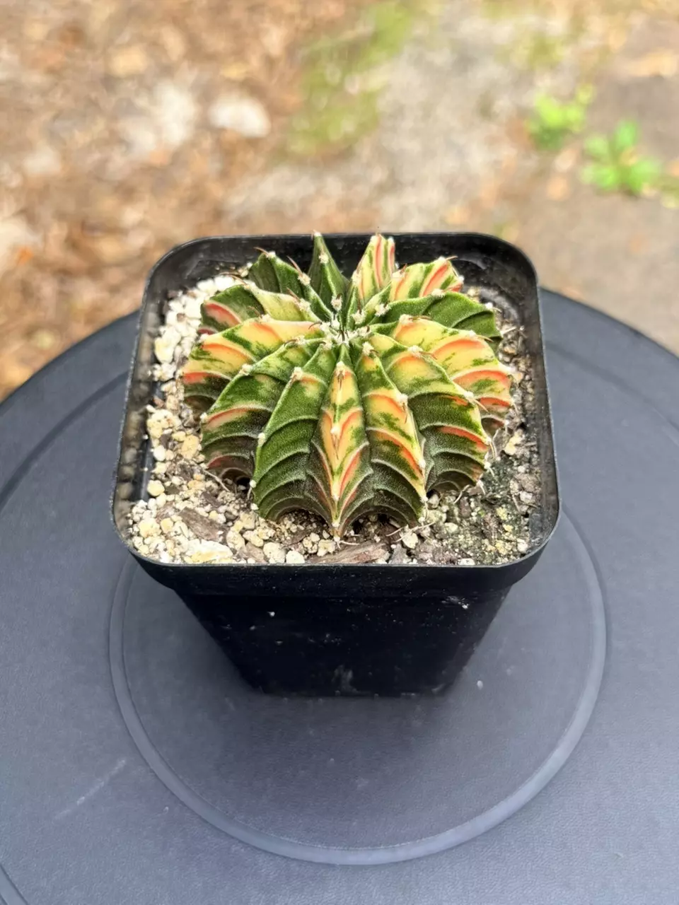 13-rib Variegated Gymnocalycium LB thumbnail