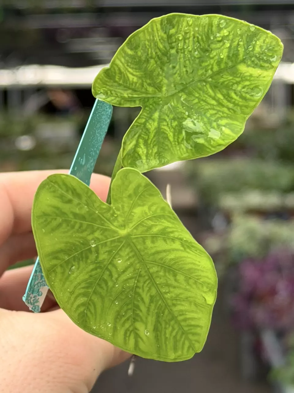 Colocasia White Lava Specific Starter 8549DAP | F thumbnail