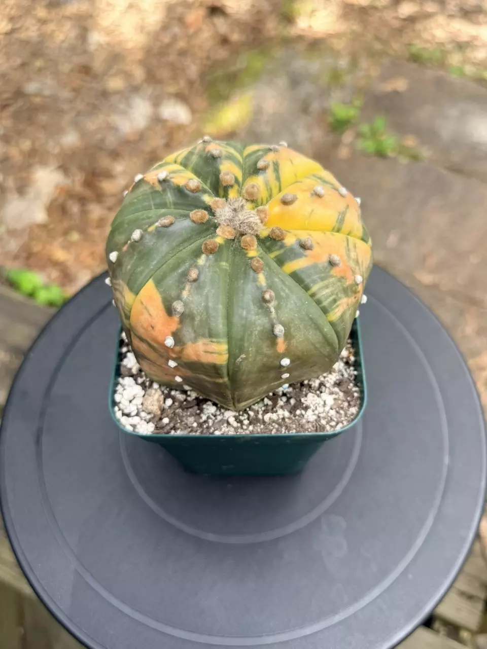 Large Variegated Astrophytum Asterias thumbnail