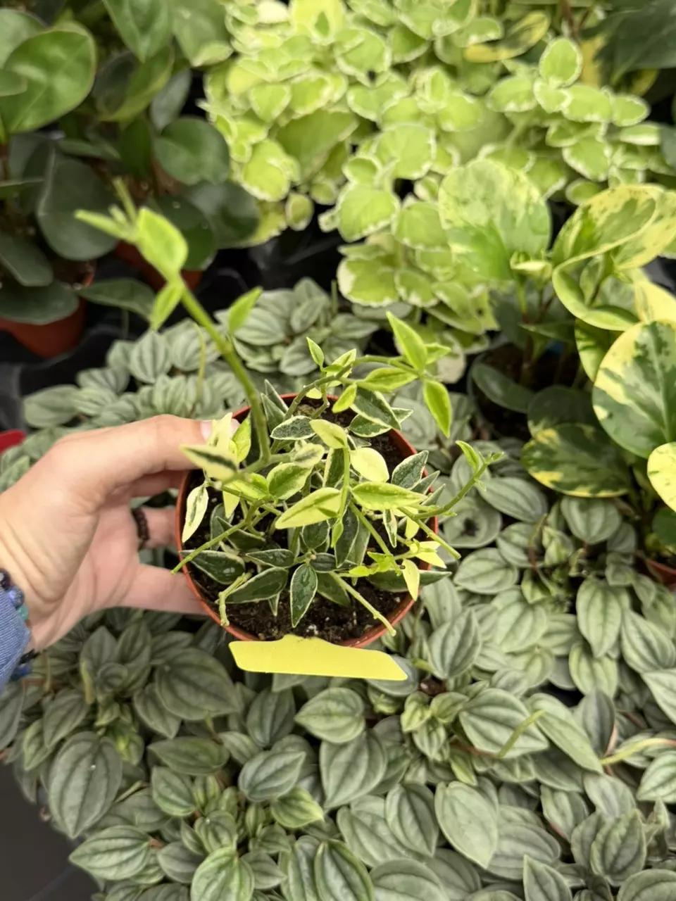 Variegated Hoya Bella Specific 4” Pot 8631SMP | F thumbnail
