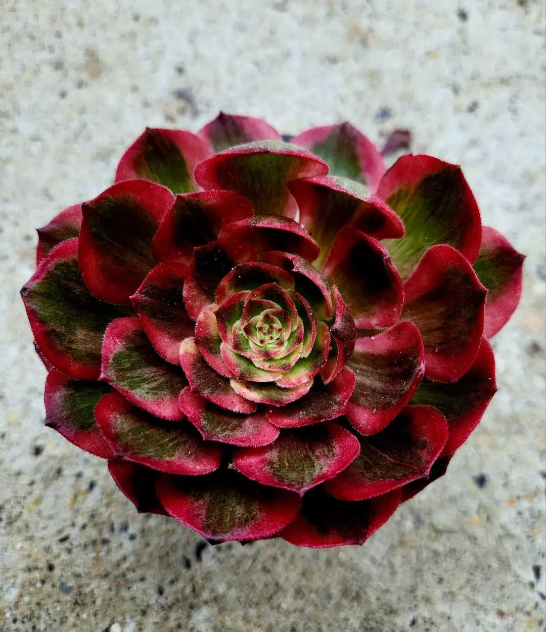 Aeonium Litchi thumbnail