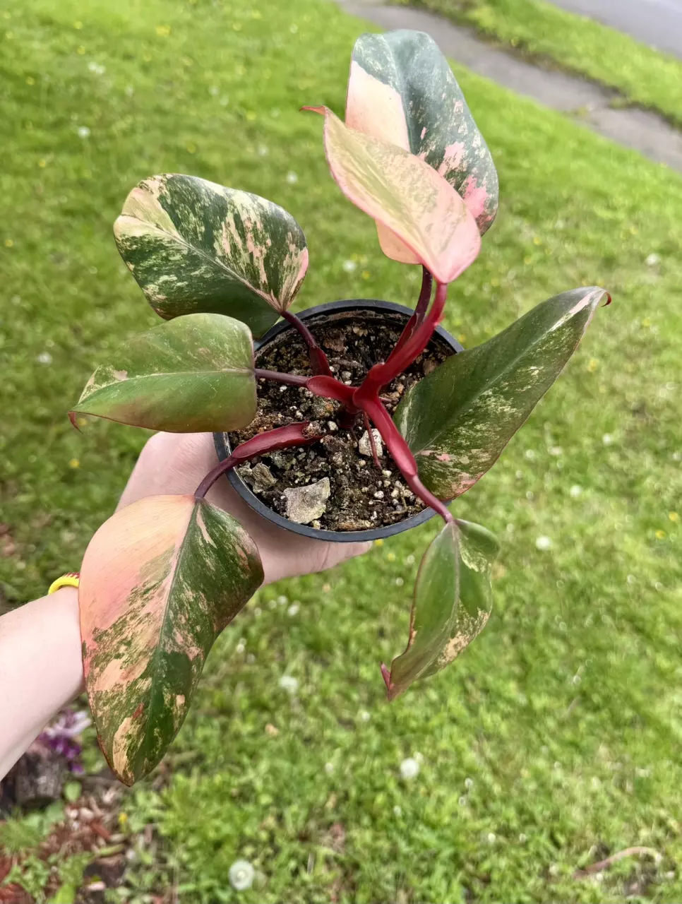 Philodendron Strawberry Shake High Variegation thumbnail