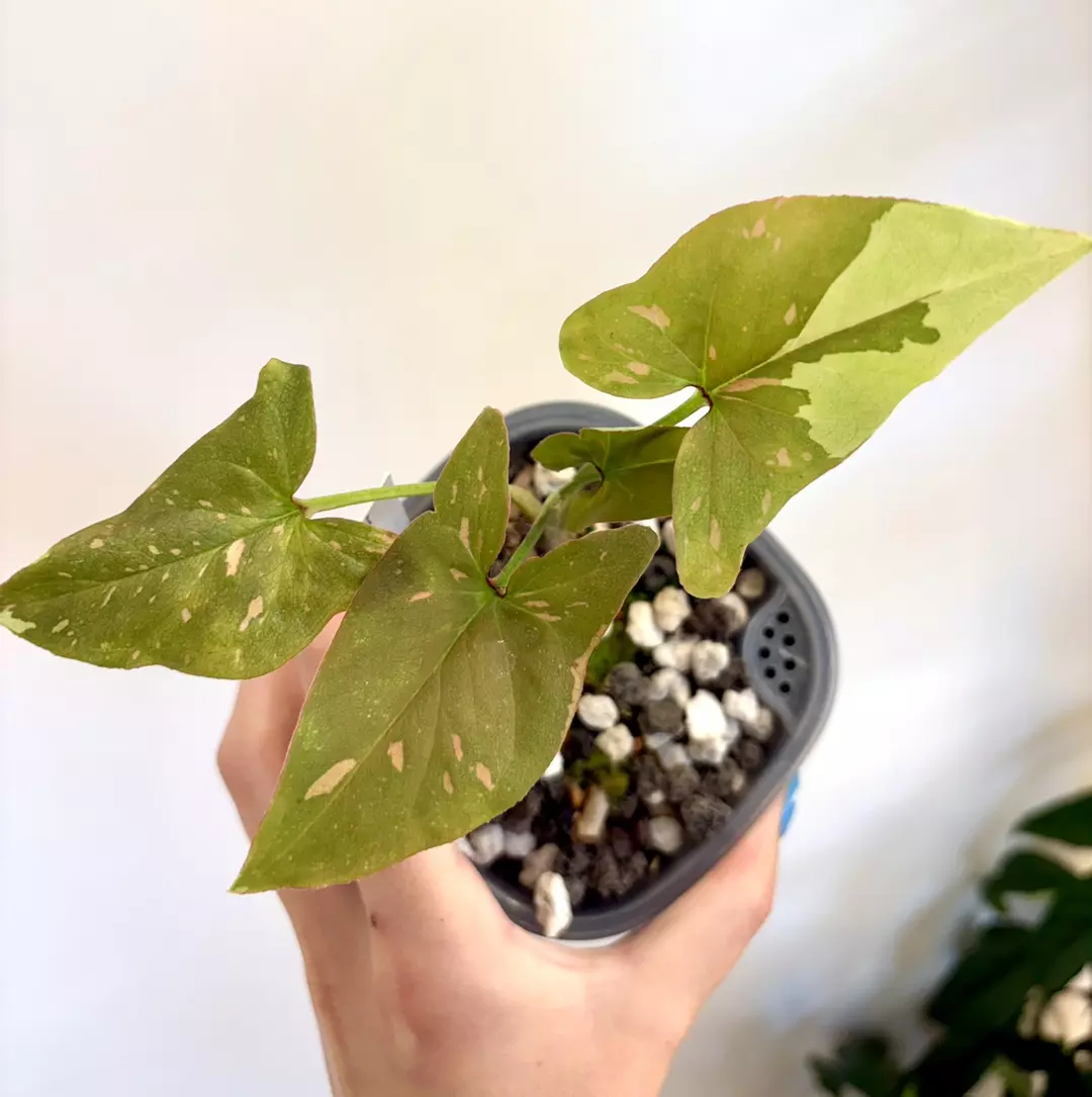 Syngonium tricolor chocolate thumbnail