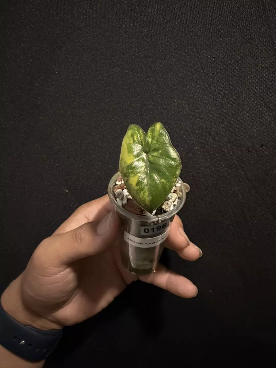 Alocasia Yucatán Princess Aurea #0196 thumbnail