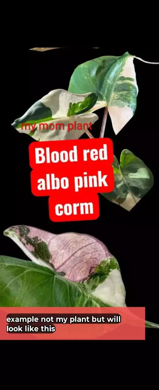 Blood red albo pink stingray corm (not just albo stingray) thumbnail