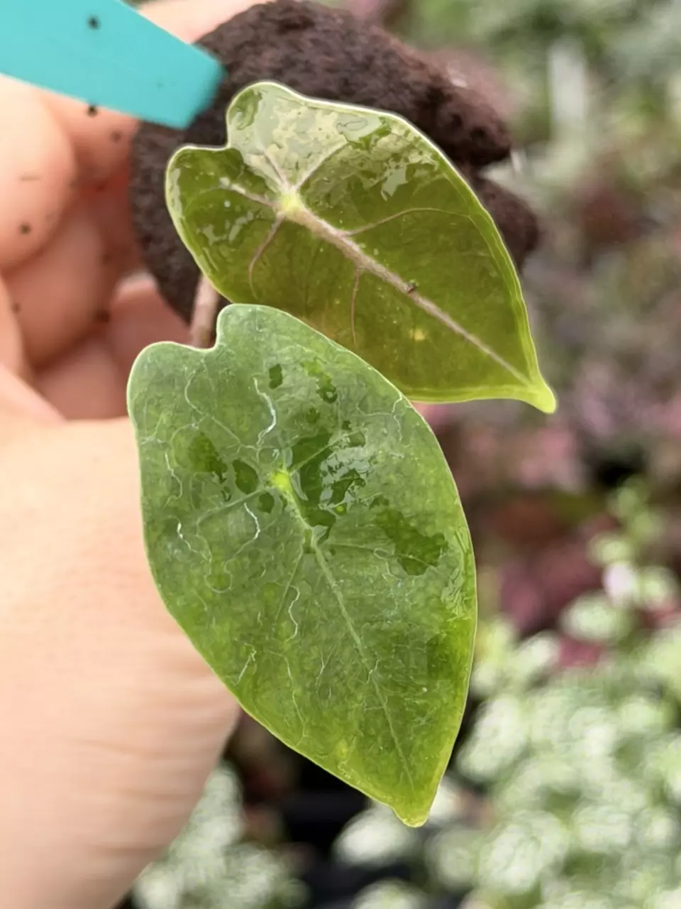 Alocasia Suhirmaniana Purple Vein Specific Starter 8563DAP | F thumbnail