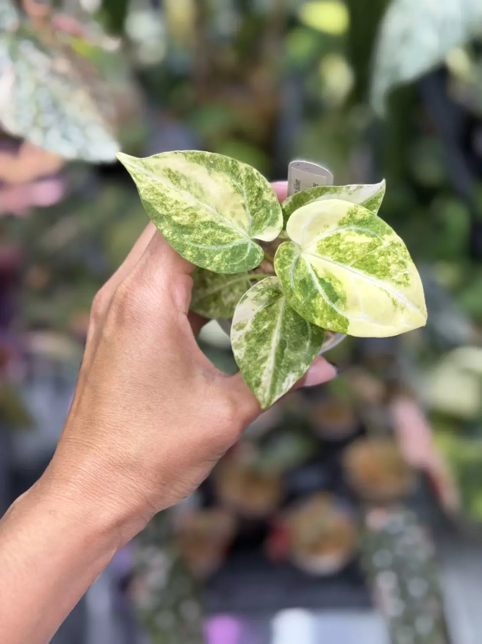 Anthurium Magnificum Silver x King of Spades thumbnail
