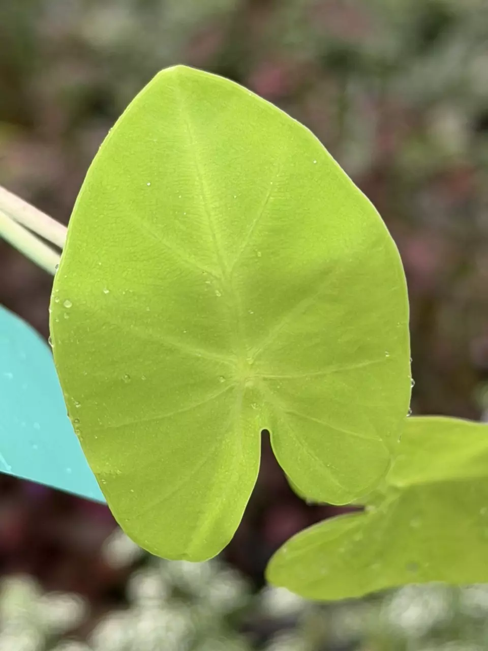 Colocasia Maui Gold Specific Starter 8552DAP | F thumbnail