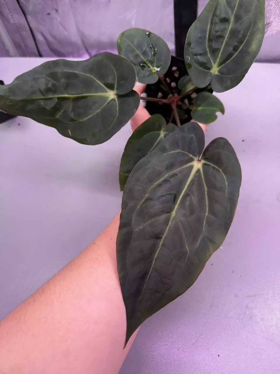 (#597) Anthurium (carla x (cerro x pap)) x carlablackiae thumbnail