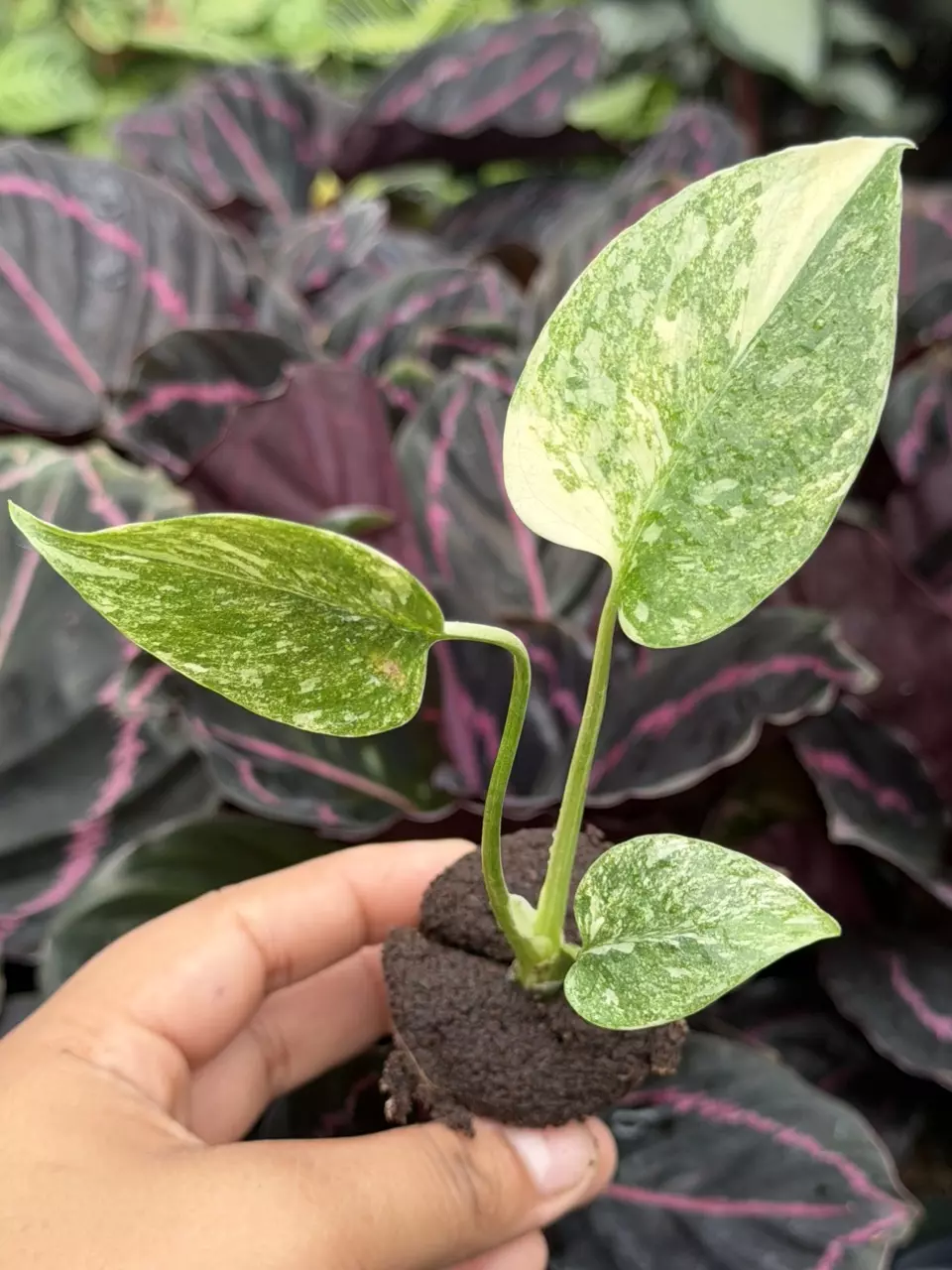 Monstera Cream Cheese Specific Starter 8844HMP | F thumbnail
