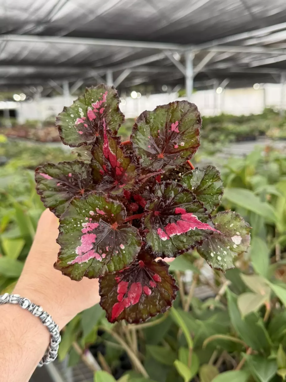 Exact Plant Begonia Harmonys Jingle Bells Specific 4” Pot 8420RSP | F thumbnail