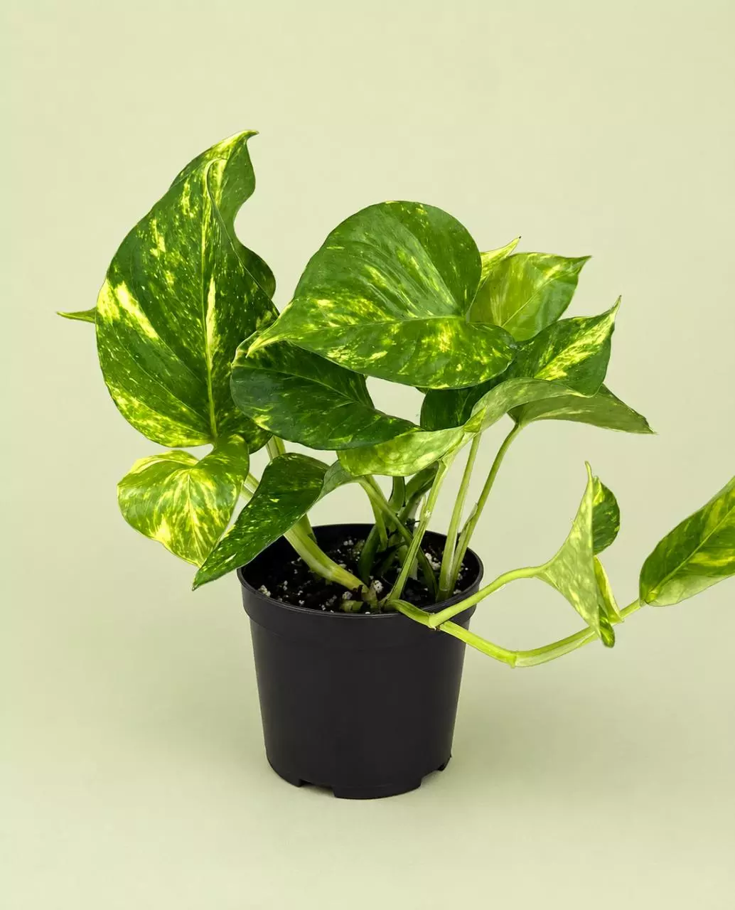 Hawaiian Pothos 4 inch pot thumbnail