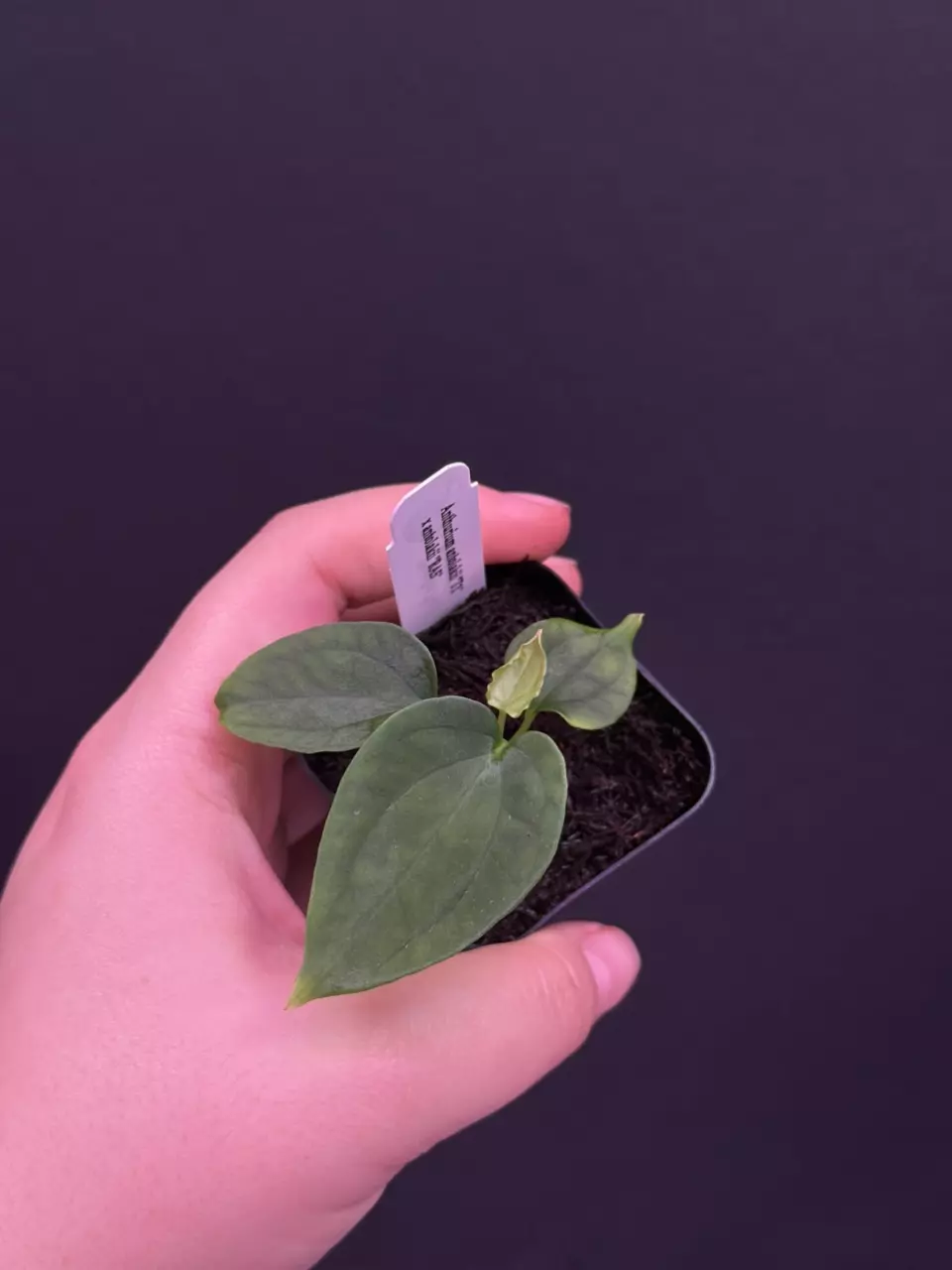 🌱NEW🌱Anthurium antolakii (BVEP) “T1” x “RA5” thumbnail