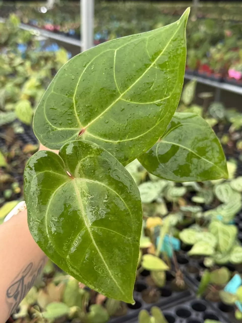 Anthurium NO ID Specific Starter 8831HMP | F thumbnail