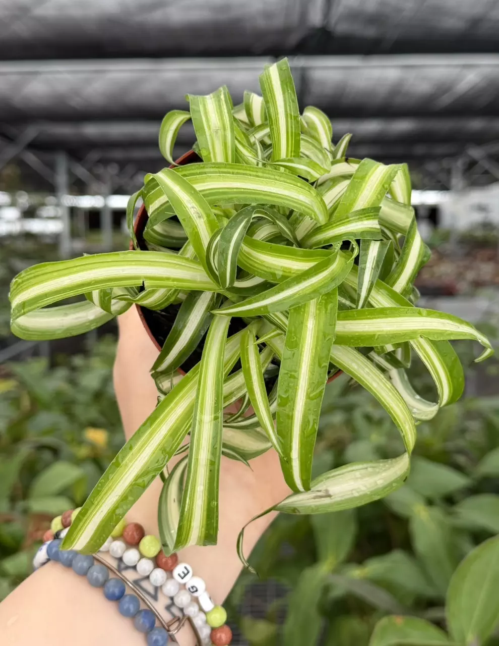 Chlorophytum Bonnie Spider Plant Specific 4” Pot 8934ZSP | F | thumbnail