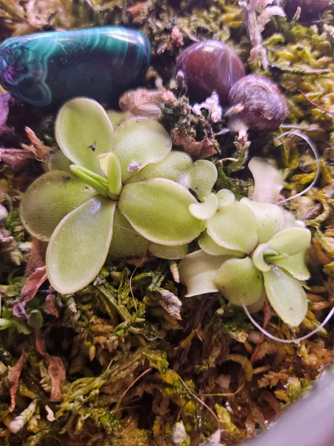 Emarginata x moranensis 1 ping thumbnail