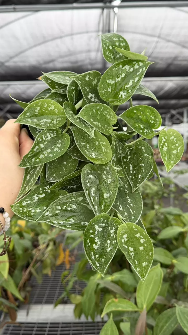 Scindapsus Pictus Specific 4” Pot 8944ZSP | F | thumbnail