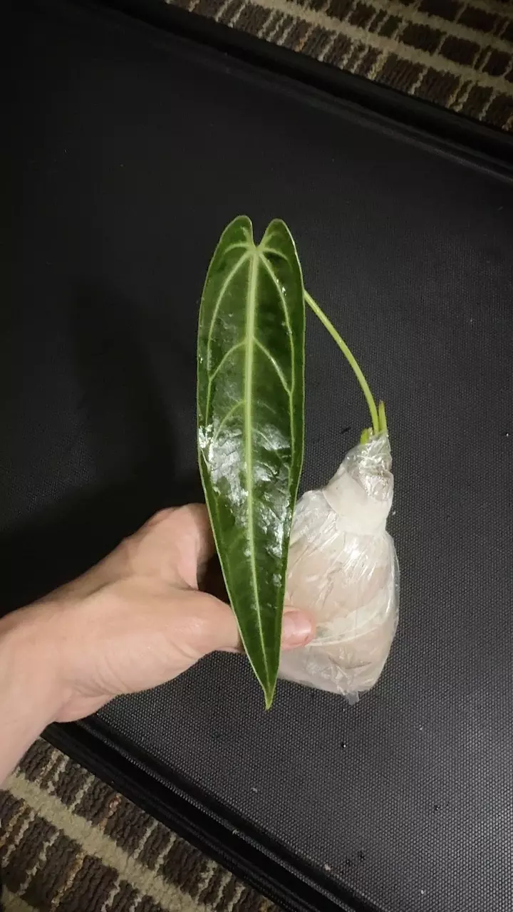 Queen Anthurium warocqueanum • 8-12 Inch Leaf • Dark / Narrow Form • 39 thumbnail