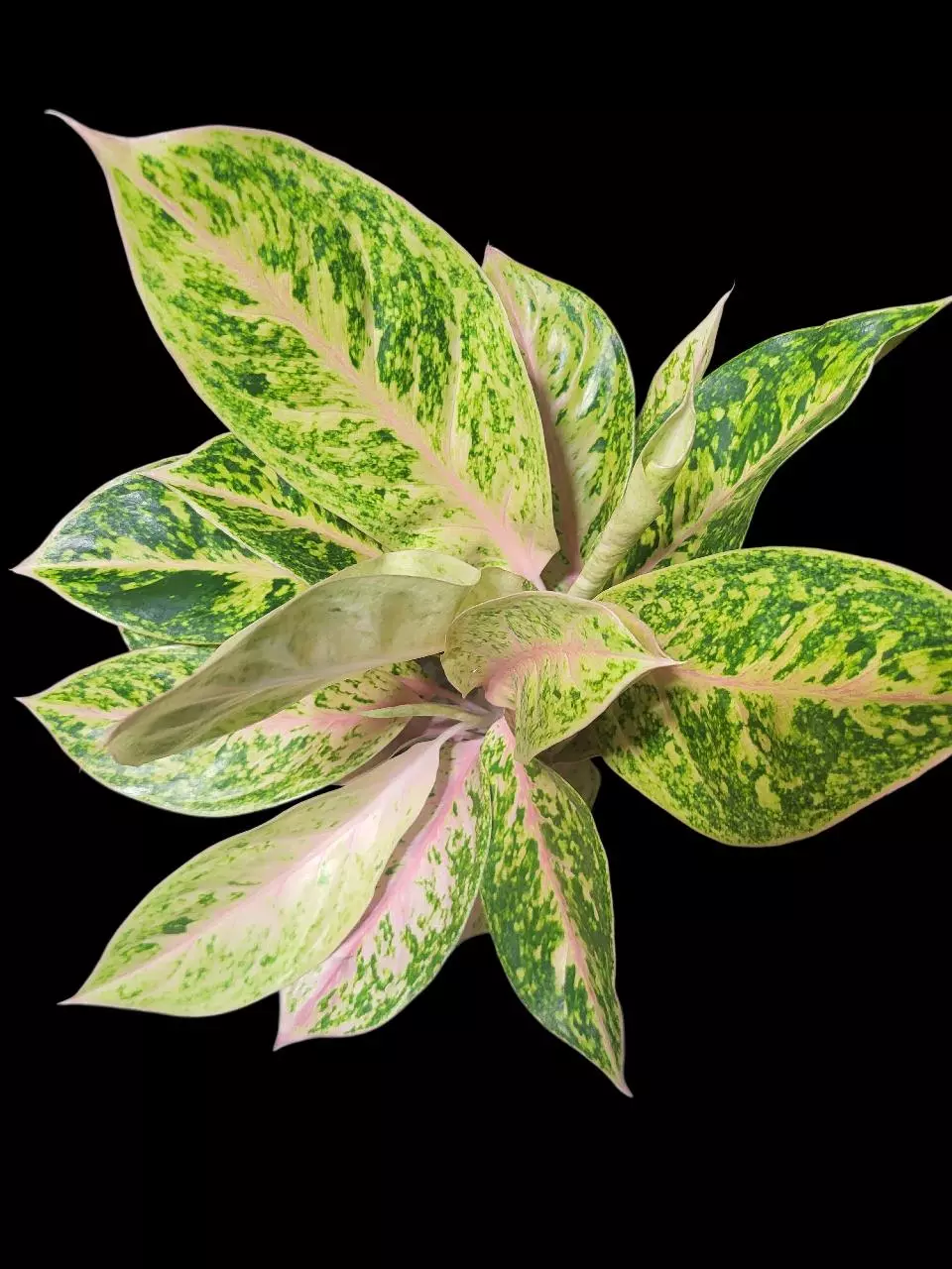 Aglaonema Sam sip laan ( thirty million) thumbnail