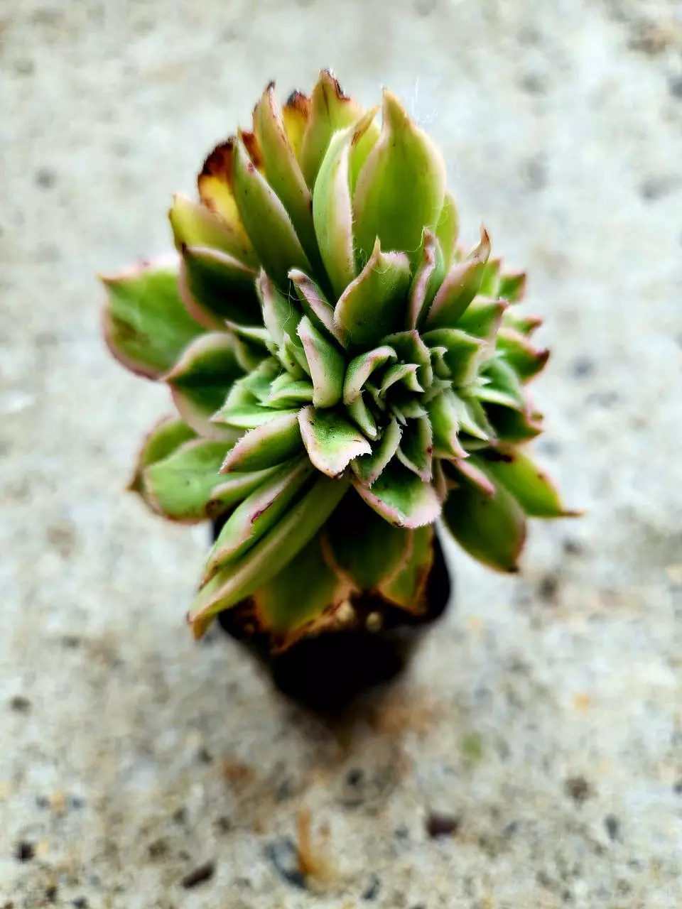 Crested Aeonium Sunburst thumbnail