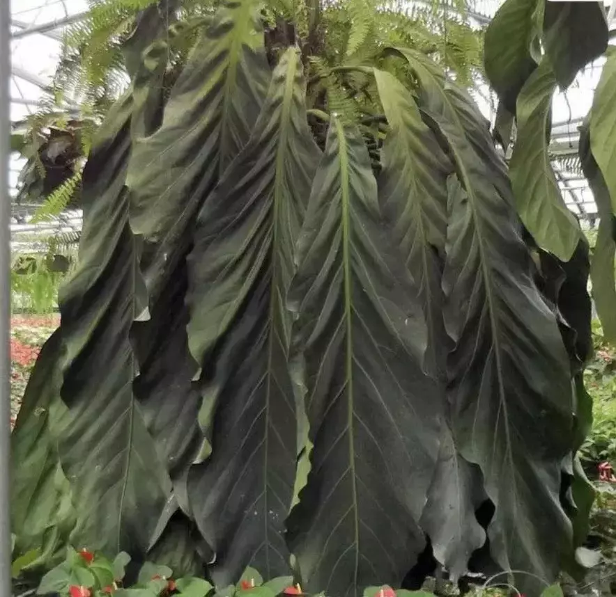 Anthurium Big bill starter plant growers choice thumbnail