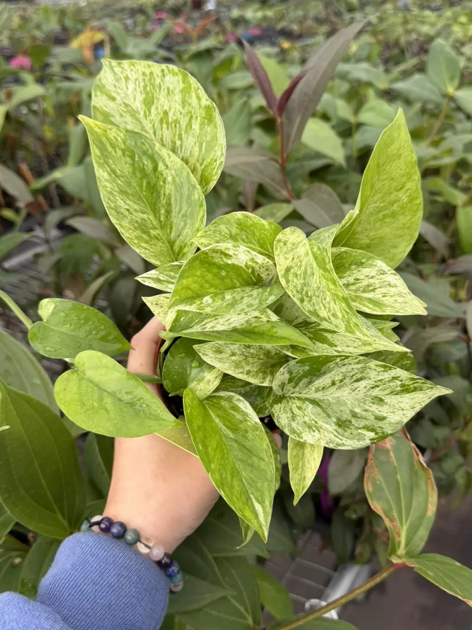 Pothos Marble Queen Specific 4” Pot 8621SMP | F thumbnail