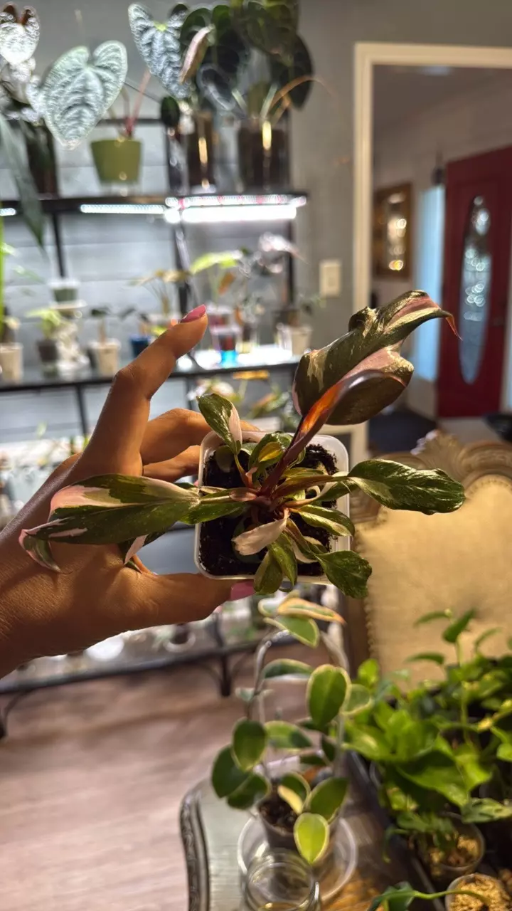Philodendron Pink Princess Bubblegum thumbnail