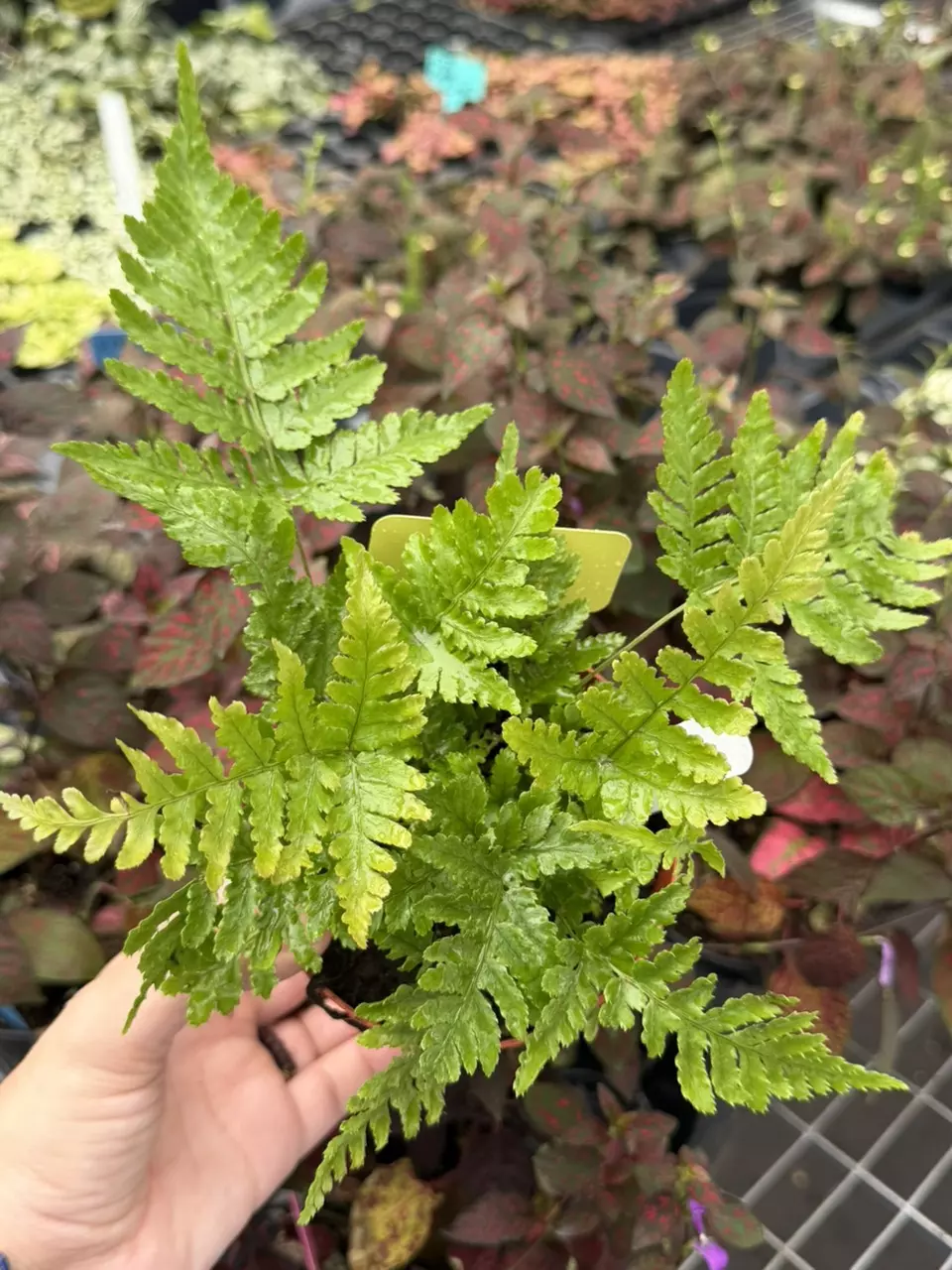 Autumn Fern Specific 4” Pot 8630SMP | F thumbnail