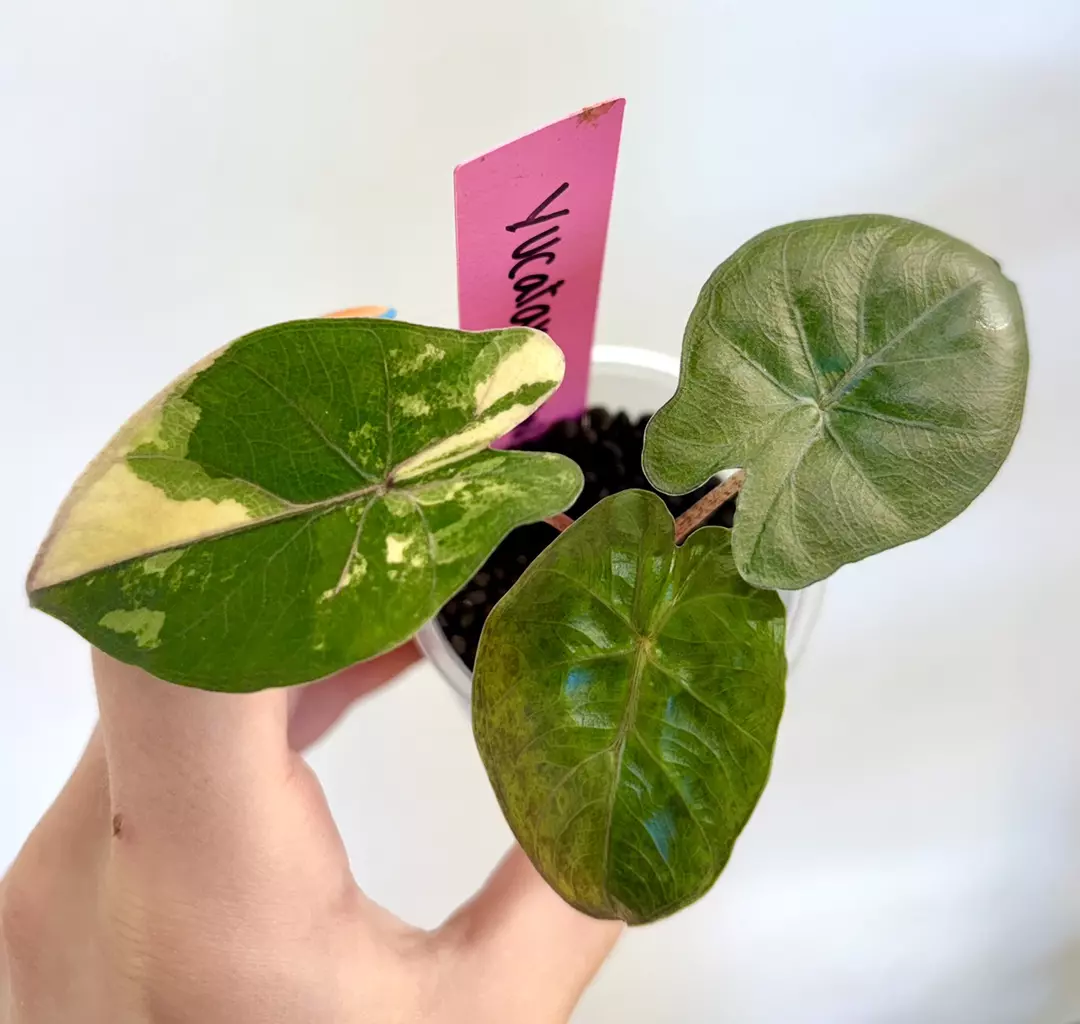 Alocasia Yucatan Aurea thumbnail