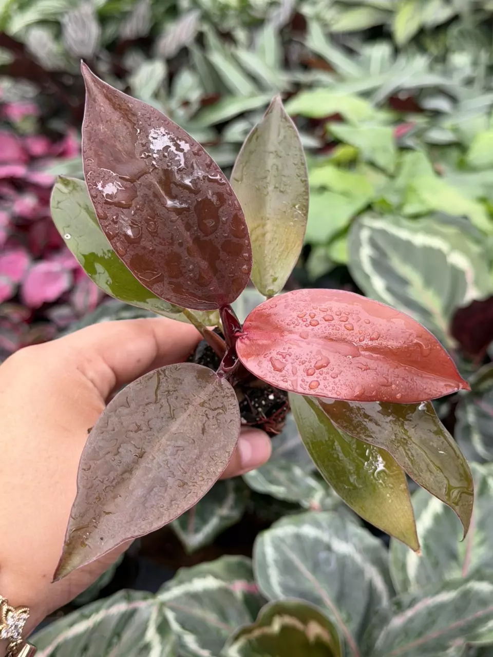 Philodendron Red King Specific Starter 8834HMP | F thumbnail