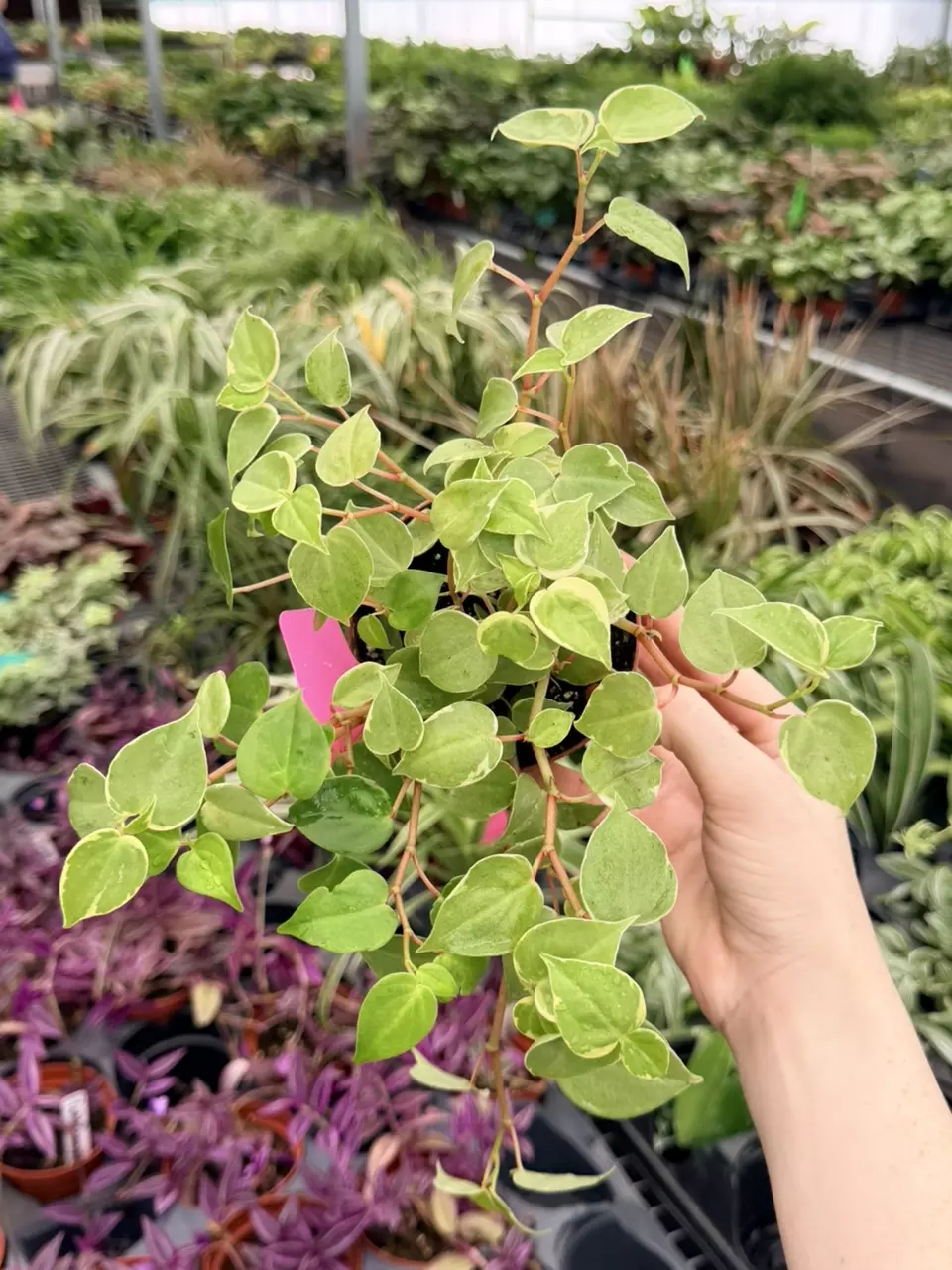 Variegated Peperomia Cupid Specific 4” Pot 8726FEP | F thumbnail