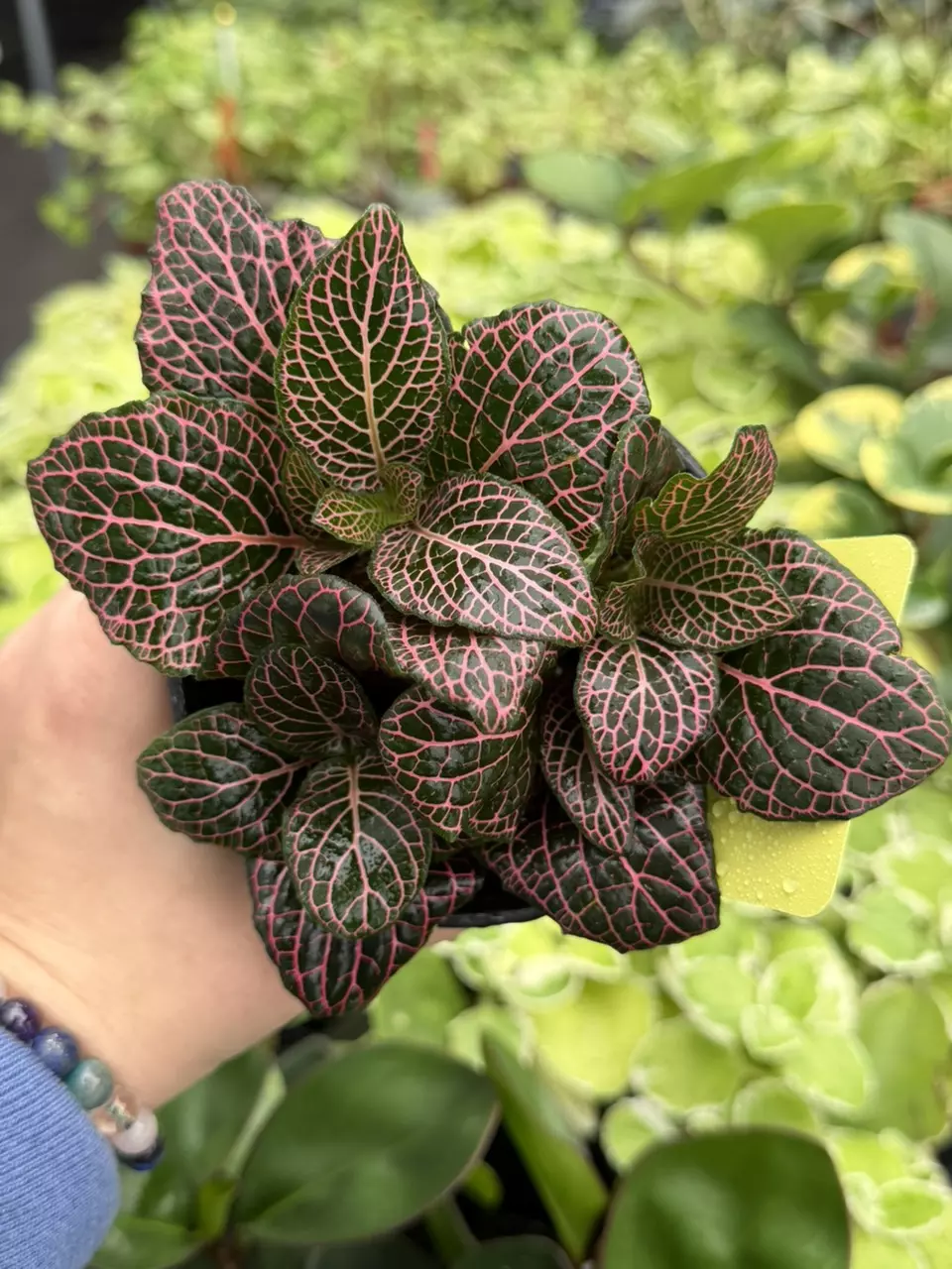 Pink Fittonia “Nerve Plant” Specific 4” Pot 8620SMP | F thumbnail