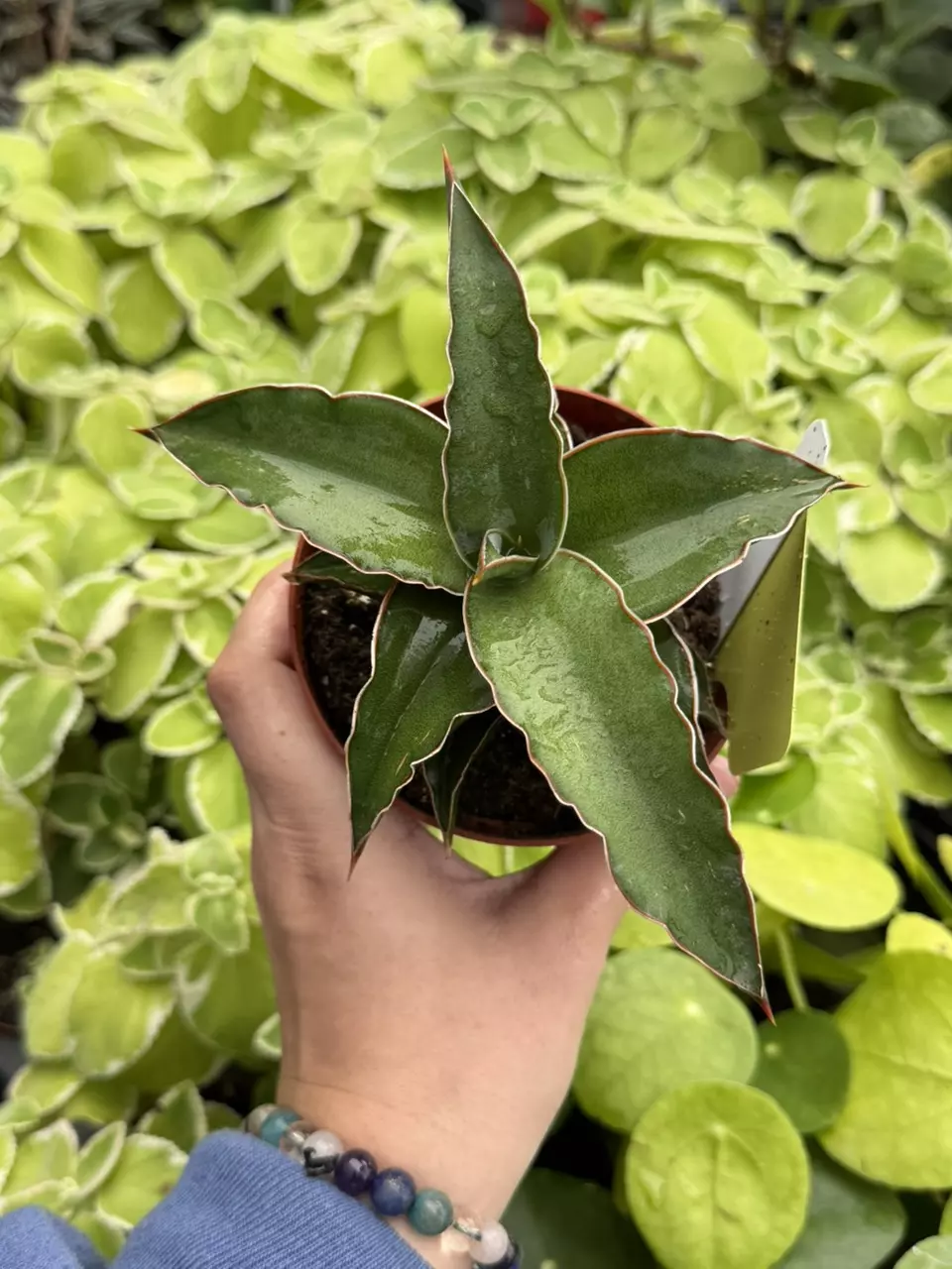 Sansevieria Blue Kew Specific 4” Pot 8623SMP | F thumbnail