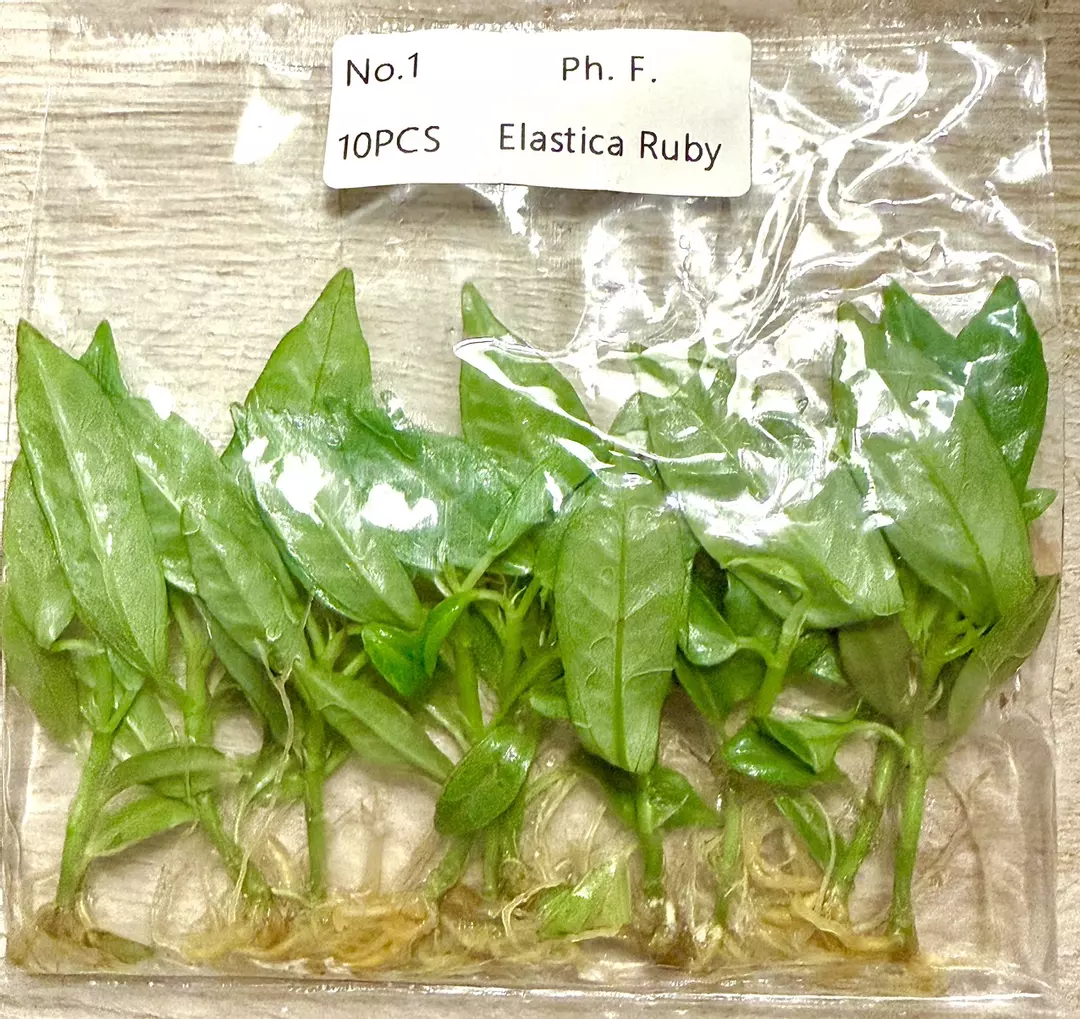 Ficus Ruby Elastica 10 PACK Rubber Tree Plant Tc Tissue Culture FRESH ✅ 5/2026 thumbnail