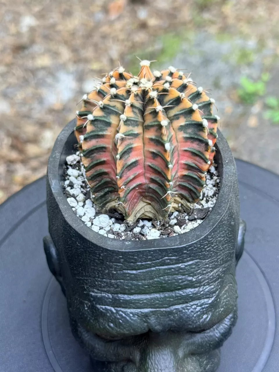 Variegated Gymnocalycium LB (without pot) thumbnail