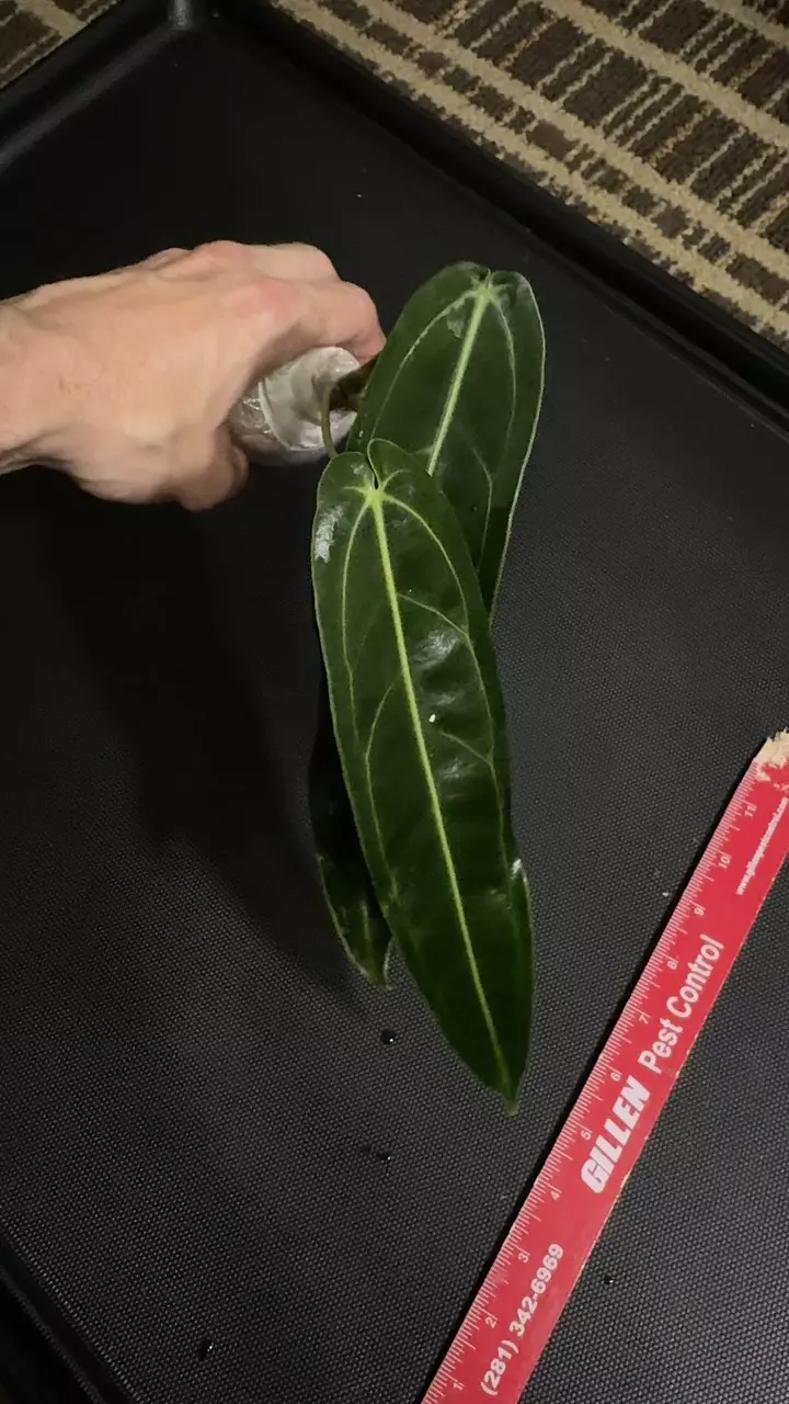 Queen Anthurium warocqueanum • 8-12 Inch Leaf • Dark / Narrow Form • 2 thumbnail