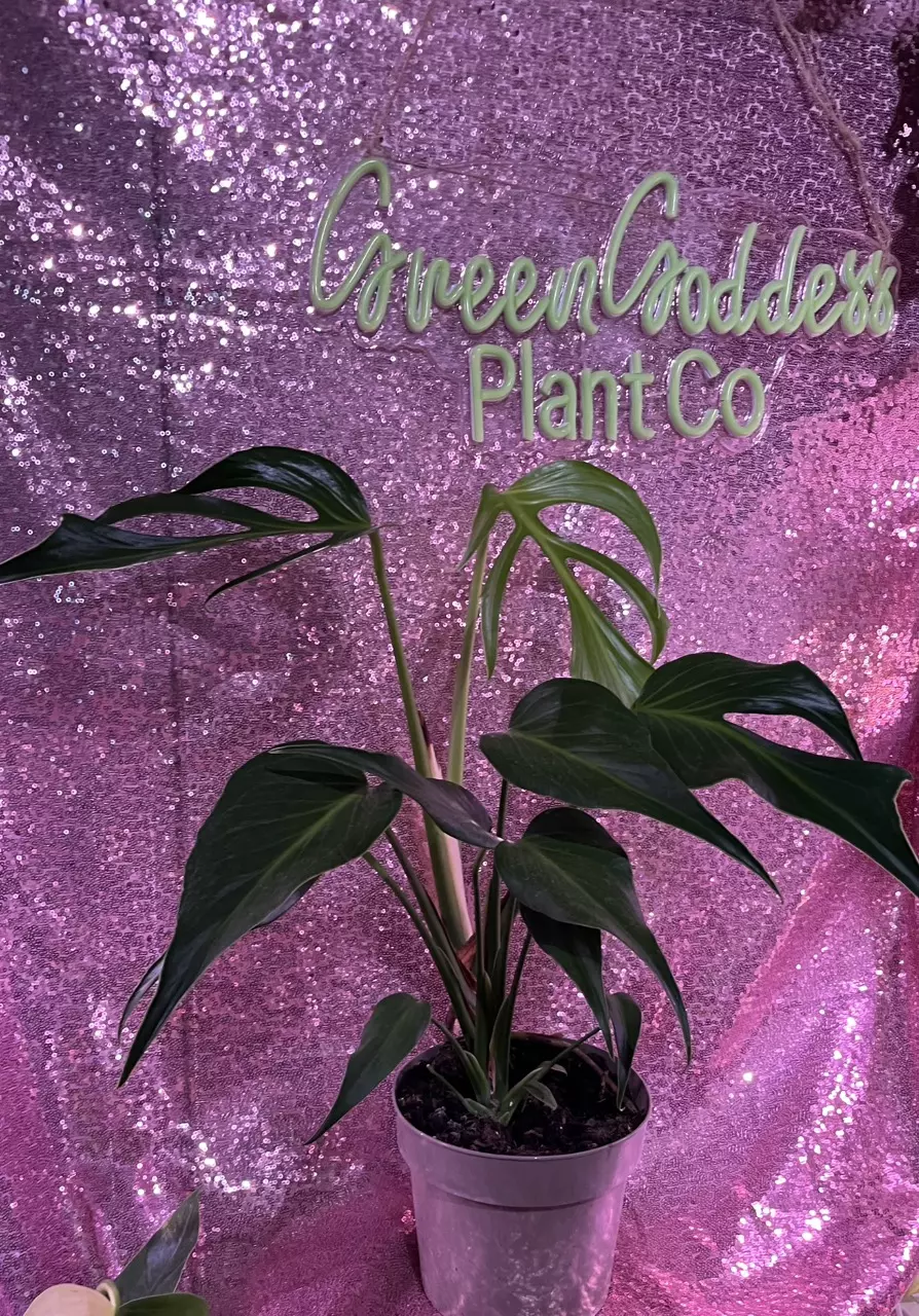 Monstera Burle Marx Flame thumbnail