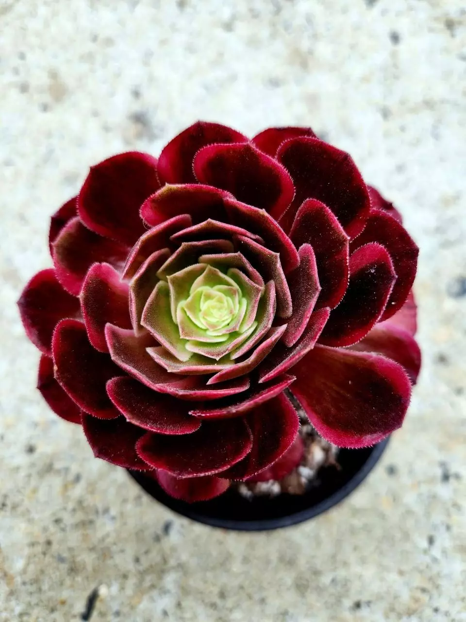 Aeonium Peacock's Plume thumbnail