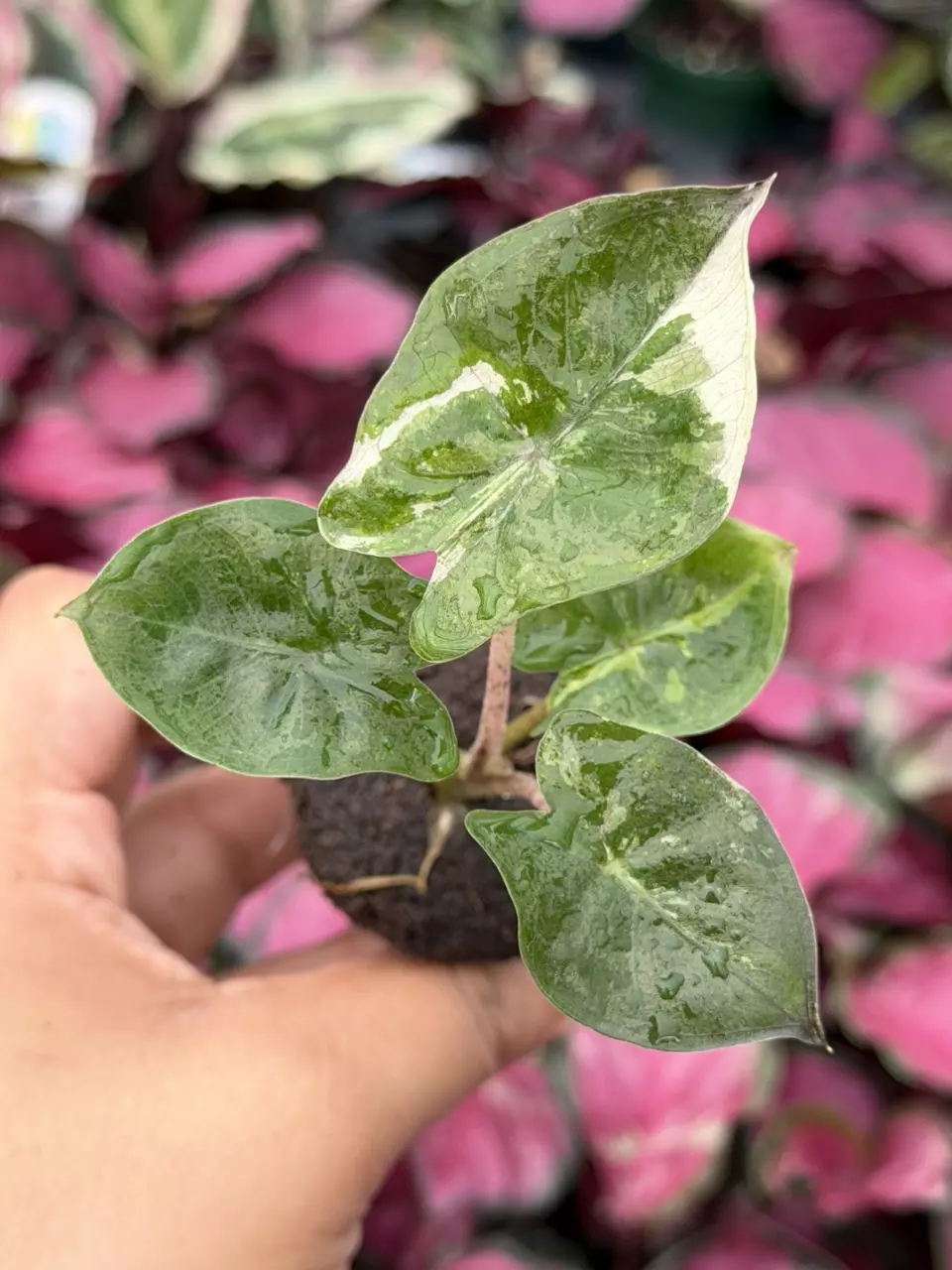 Alocasia Yucatán Princess Variegated Specific Starter 8865HMP | F thumbnail