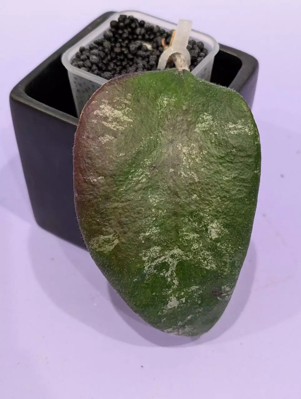 Hoya caudata Gold thumbnail