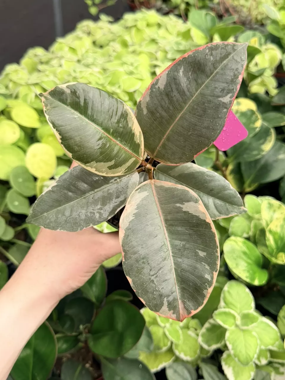Ficus Tineke Specific 4” Pot 8743FEP | F thumbnail