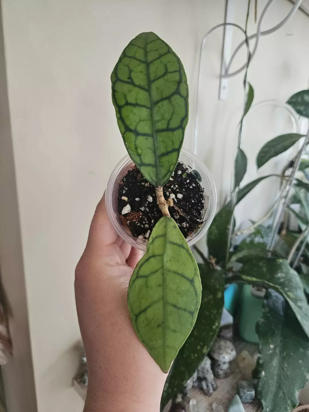 Callistophyla short leaf #126 thumbnail