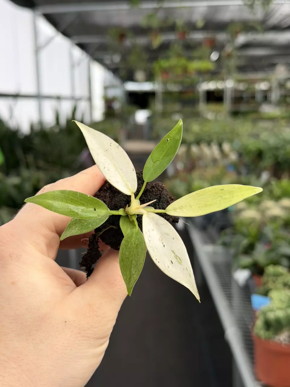 Philodendron Whipple Way Specific Starter 8583DAP | F thumbnail