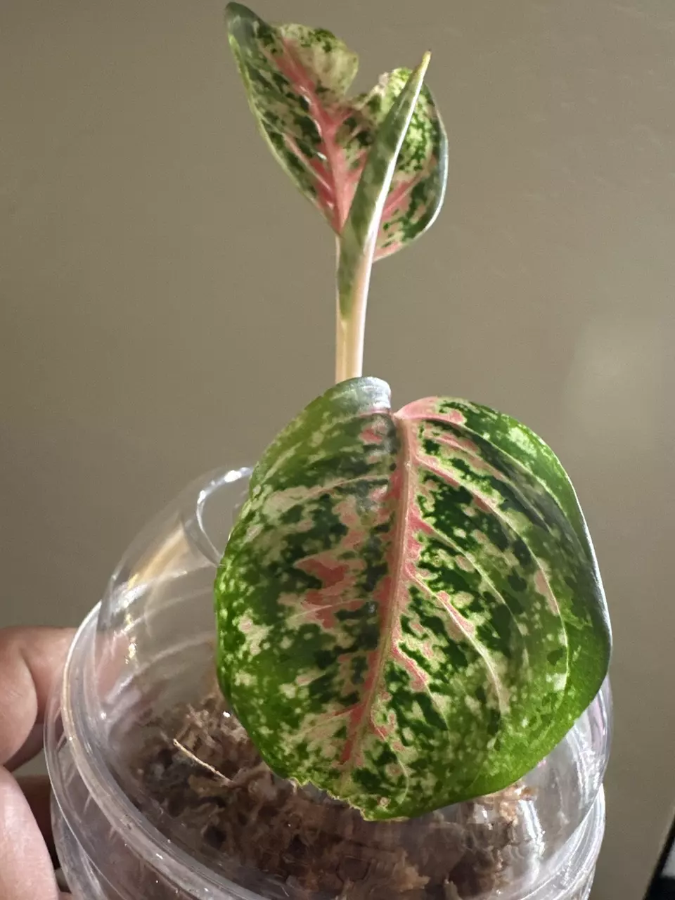 44. Aglaonema 10 karat thumbnail