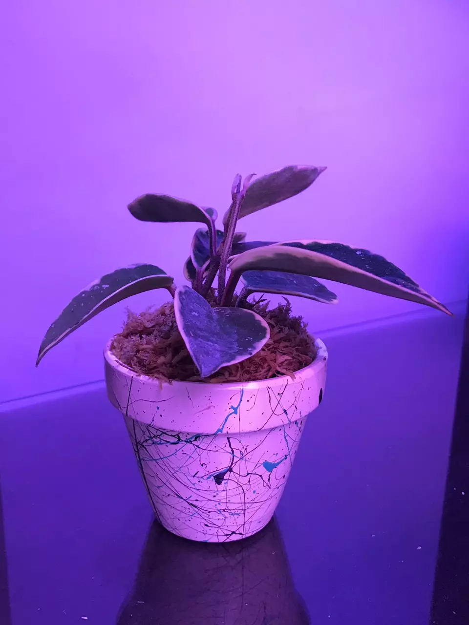 Hoya carnosa Krimson Queen splash w/ custom splatter painted terra cotta pot thumbnail